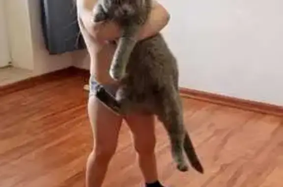 Пропал кот, Михайловск, Ставропольский край - серый, кастрирован - photo