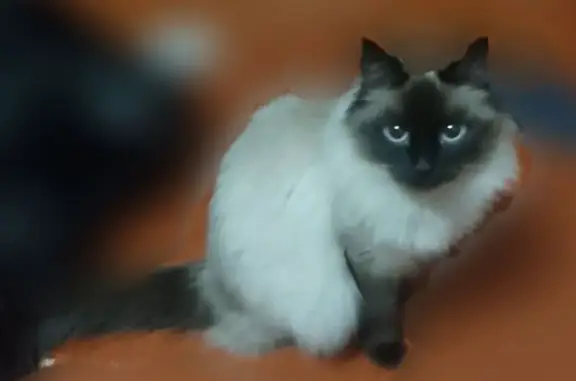 Пропала кошка, женская, Октябрьская улица, 72, Пласт - сиамская порода - photo