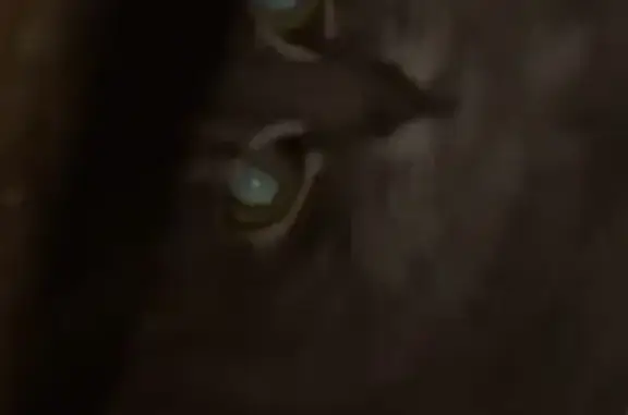 Найдена кошка, Москва, фото: Найдена кошка, улица Архитектора Власова, 37 к3, Москва - серая и пушистая