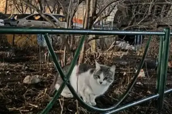 Найдена кошка, Тольятти, фото: Найдена кошка, Коммунистическая улица, 34, Тольятти - бело-серая, среднего размера