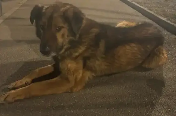 Найдена собака, Петергоф, фото: Найден собака, Парковая улица, Петергоф