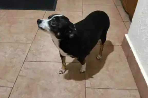 Найдена собака, Москва, фото: Найдена собака, женская, Полтавская улица, 39-41, Москва