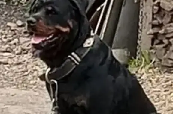 Пропала собака, женский пол, улица Шевченко, 4, Иркутск - ротвейлер - photo