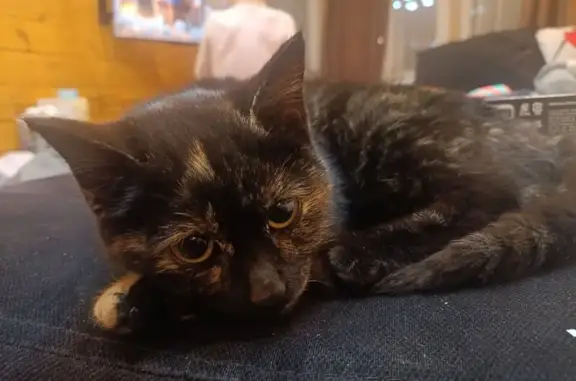 Найдена кошка, Иркутск, фото: Найдена кошка, Партизанская улица, 112/3, Иркутск - черепаховый окрас, котенок