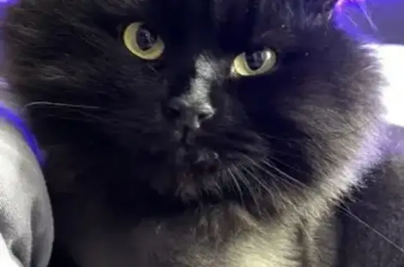 Пропал кот, Советская улица, Йошкар-Ола - упитанный и пугливый - photo