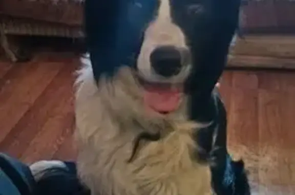 Пропал собака, улица Академика Байкова, 15 к2, Санкт-Петербург - бордер колли с системой отслеживания - photo