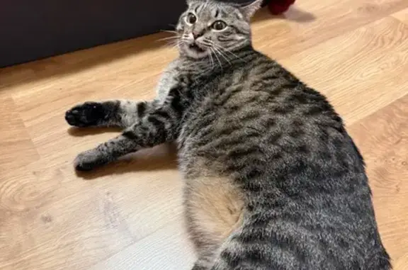 Полосатый обычный кот, наш любимый Барсик выбежал из окна вечером, не можем найти, мы недавно переехали, боимся что он напуган и не знает дорогу домой, помогите найти пожалуйста 