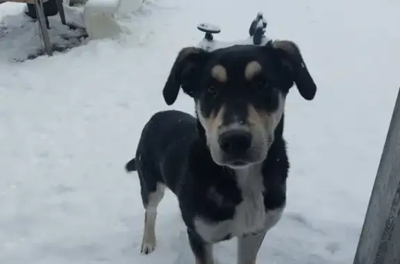 Найденные животные Павлово-Посадский городской округ, фото: Найден собака, 7 улица, Павлово-Посадский городской округ - подросток с черным и бежевым окрасом