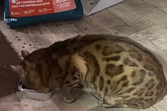 Найдена кошка, Томск, фото: Найден кот, Транспортная улица, 32, Томск