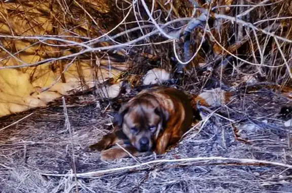 Найдена собака, Томск, фото: Найден собака мужской, улица Богдана Хмельницкого, 40/2, Томск - похож на ротвейлера