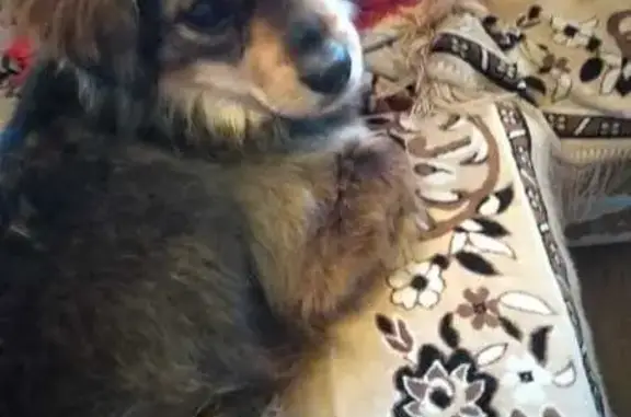 Пропала собака, женская, улица Муханова, 46, Братск - рыжая с черным, пушистая - photo