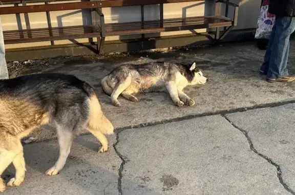 Найдена собака, Новосибирск, фото: Найдена собака, улица Георгия Колонды, Новосибирск - 2 хаски, не агрессивные
