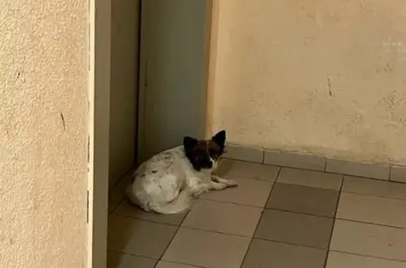 Найдена собака, Краснодар, фото: Найдена собака, Гаражный переулок, Краснодар - маленькая с длинной шерстью