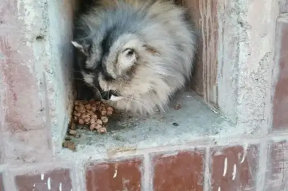 Найдена кошка, Копейск, фото: Найдена кошка, улица Томилова, Копейск - пушистая и разношерстная