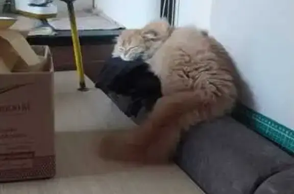 Кошки потеряшки, Коломна, фото: Потеряшка кот, Малая Запрудная улица, 4, Коломна - рыжий