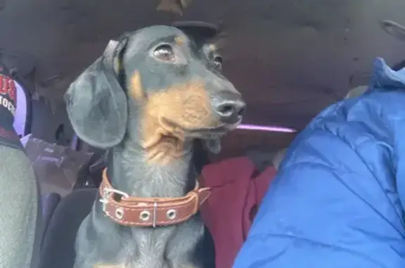 Пропал собака, улица Кирова, 48Б, Подольск - чёрно рыжий с ошейником - photo