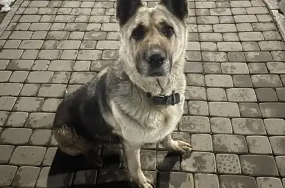 Найдена собака, Курган, фото: Найдена собака, Солнечный бульвар, 35, Курган - похож на овчарку