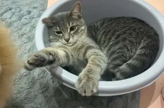 Кошки потеряшки, Пермь, фото: Потеряшка кот, 2-я Гамовская улица, 84, Пермь - по кличке Тиша