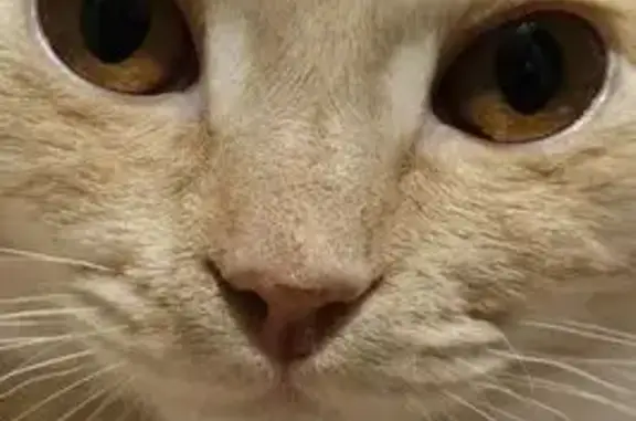 Кошки потеряшки, Бердск, фото: Потеряшка кошка, улица Ленина, Бердск