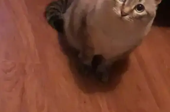 Пропала кошка, Садовая улица, 16, Малышево - photo