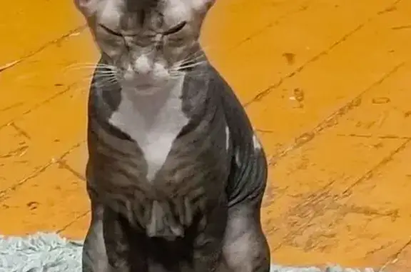 Пропала кошка, улица Кирова, 4, Шумиха - велюровый сфинкс с белым пятном - photo