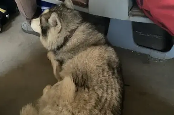 Найдена собака, Загорянский, фото: Найден собака с ошейником, Стахановская улица, 2, Загорянский