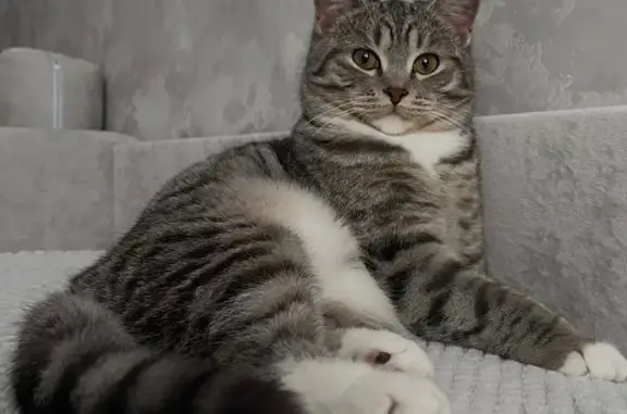 Пропал кот, проспект Победы, 67, Каменск-Уральский - серый с белым окрасом - photo