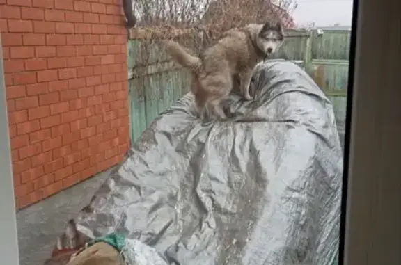 Пропала собака, женский пол, Ростовская улица, 25, городской округ Пенза - photo