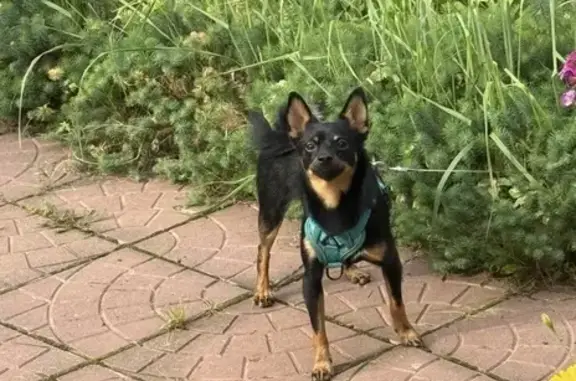 Пропал собака, мужской пол, 7-я Южная улица, Иваново - добрый, не кусается - photo