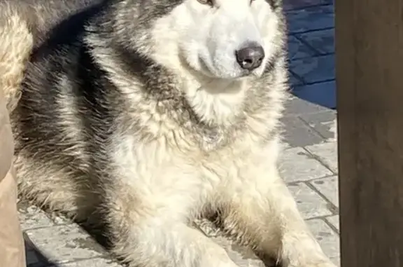 Найдена собака, Томск, фото: Найдена собака, проспект Ленина, 34, Томск - ошейник с брелком