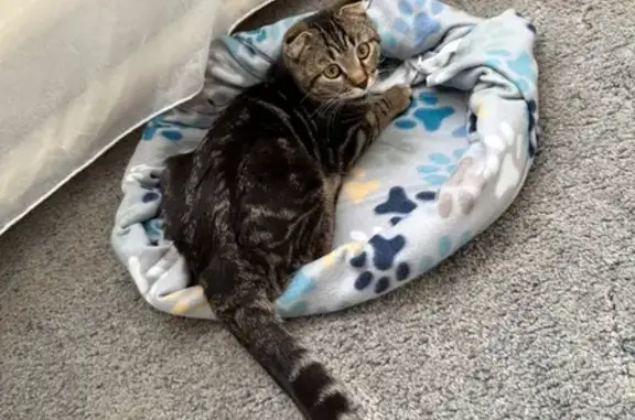 Пропал кот, район рынка, улица Калинина, Кузнецк - откликается на имя Сэм - photo