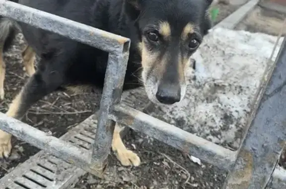 Найдена собака, Москва, фото: Найдена собака, Малая Переяславская улица, Москва - странно ходит