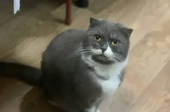 Пропала кошка, улица Маяковского, 25, Семикаракорск - светлый отражающий ошейник - photo