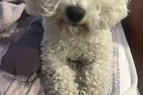 Пропала собака, Мервинская улица, 101А, городской округ Рязань - хромает на 1 лапу - photo