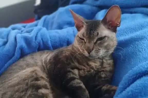 Пропал кот, улица Дружбы, 93, Южно-Сахалинск - photo