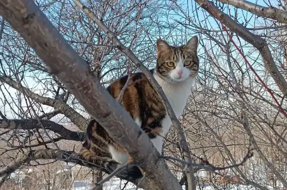 Пропала кошка, Строительная улица, Корфовское - стерилизованная и привитая - photo