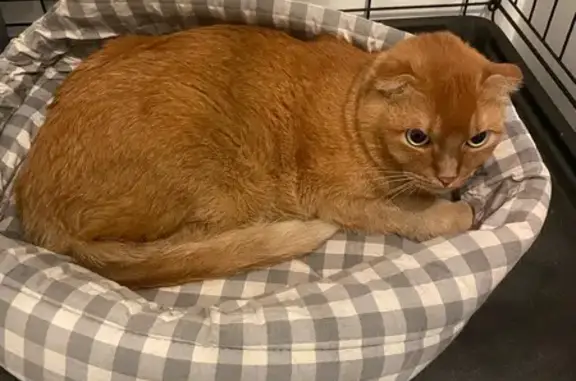 Найдена кошка, Екатеринбург, фото: Найден кот, улица Гражданской Войны, 1, Екатеринбург - вислоухий, кастрат