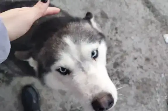 Собаки потеряшки, Новосибирск, фото: Потеряшка собака, Катунская улица, 23, Новосибирск - девочка хаски с голубыми глазами