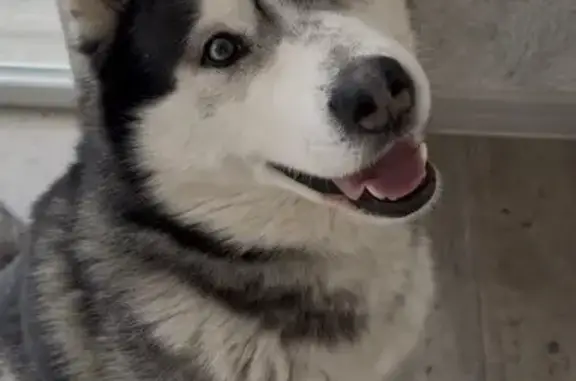 Пропал собака, Шишино, Белгородская область - метис хаски и маламута - photo