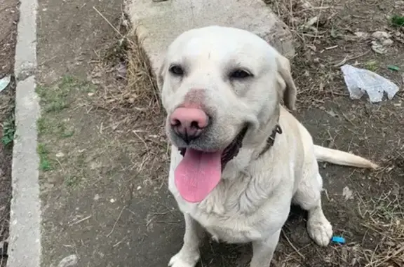 Найдена собака, Ессентуки, фото: Найден собака, мужской, Октябрьская улица, Ессентуки - светло-бежевый с ошейником