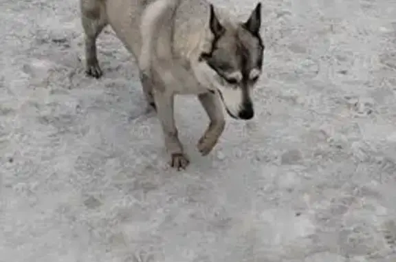 Найдена собака, Томск, фото: Найдена собака, улица Энтузиастов, Томск - спокойно подходит к людям