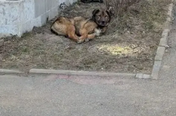 Найдена собака, Петергоф, фото: Найден собака, Привокзальная площадь, Петергоф - добрый пёс с ошейником