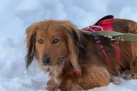 Собаки потеряшки, Москва, фото: Потеряшка собака, бульвар Маршала Рокоссовского, 30, Москва - в красной шлейке