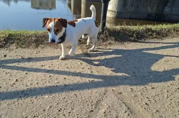 Найдена собака, Тверь, фото: Найден собака, мужской, набережная Афанасия Никитина, Тверь - с двумя ошейниками