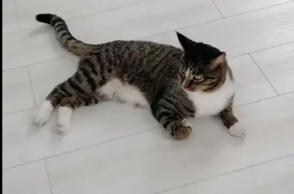 Пропал кот, Сосновая улица, Горно-Алтайск - наполовину мейн кун - photo