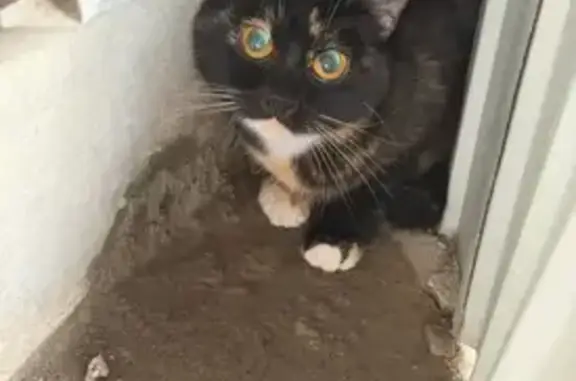 Найдена кошка, Маркова, фото: Найдена кошка, 191, Маркова - очень ласковая, идет на контакт