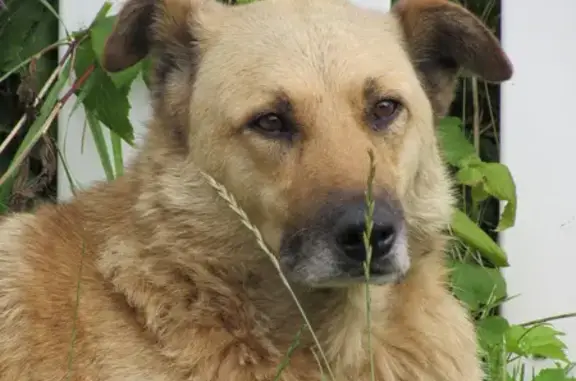 Пропал собака, Центральная улица, 20А, Маршальское - photo