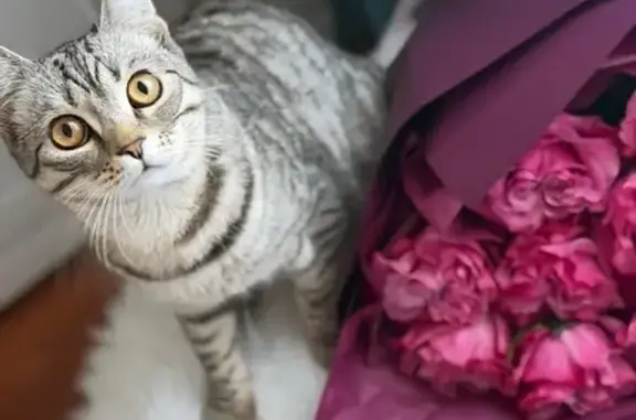 Кошки потеряшки, Курск, фото: Потеряшка кошка, 11-й Щигровский переулок, 23, Курск - серый полосатый окрас