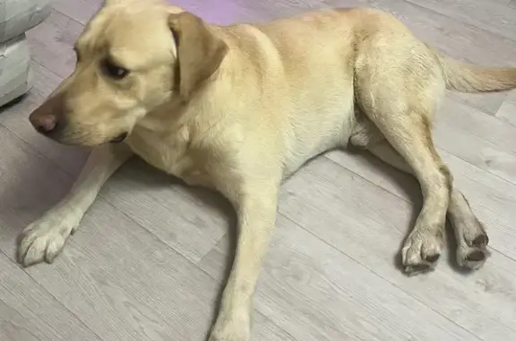 Найдена собака, Саратов, фото: Найден собака, Огородная улица, 91, Саратов - активный лабрадор
