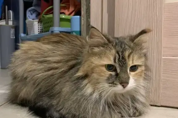 Найдена кошка, Брянск, фото: Найдена кошка, Флотская улица, 10А, Брянск - пушистая черепаховая